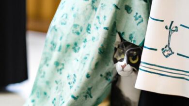 Cat Disappears Under Priests Robe