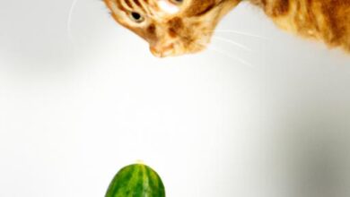 Cat Scared With Cucumber