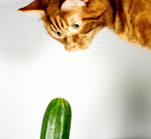 Cat Scared With Cucumber