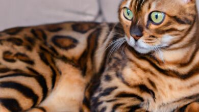 How Much For A Bengal Cat